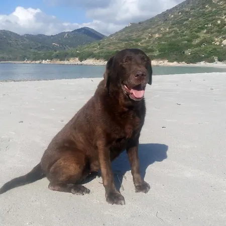 Lägenhet Casa Al Mare Con Giardino Privato Sant'Andrea (Sardinia)