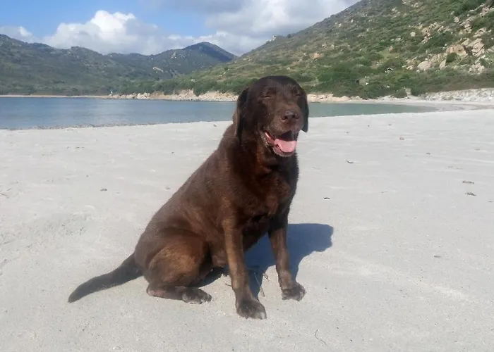 Daire Casa Al Mare Con Giardino Privato Sant'Andrea (Sardinia)